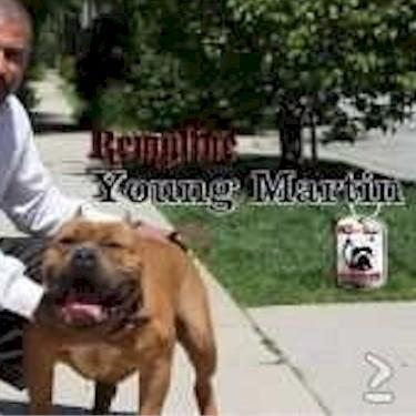 media/Remyline Young Martin Pit Bull.jpg